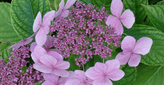 Hortensie (Botanischer Garten) Lila farbende Blume (Hortensie, Foto: Botanischer Garten)