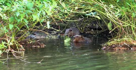 Two first-year beavers in the pond Friedensteich in Sanssouci Park. Photo: Janine Treue.