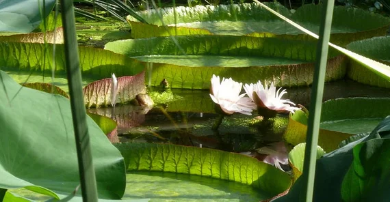 große Seerosenblätter auf einem Teiuch, dazwischen eine rosafarbene Blüte