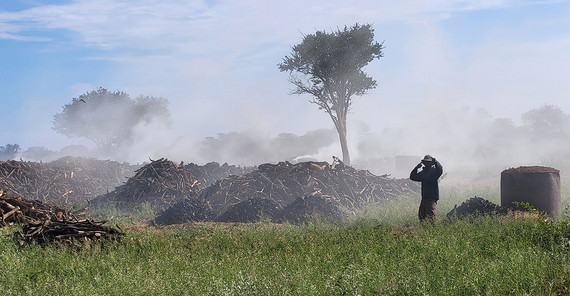 To combat the increasing dominance of woody plants, charcoal has been produced in Namibia's savannah To combat the increasing dominance of woody plants, charcoal has been produced in Namibia's savannahs for some time. Select invasive species are removed in the process with the aim of improving the productivity of pastureland.