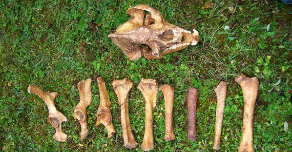 Skelettknochen des gefundenen Riesenpandas. Foto: Prof. Ji Xueping.