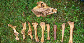 Skelettknochen des gefundenen Riesenpandas. Foto: Prof. Ji Xueping.