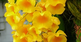 Foto: Orchideen (Botanischer Garten)