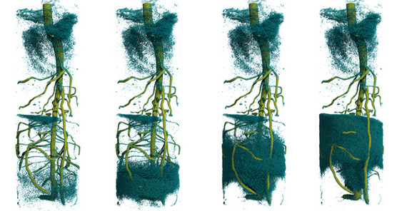 Foto: Zeitaufgelöste 3D-Neutronentomographie zeigt den Wasseraufstieg im Wurzelsystem einer Lupinenpflanze nach der Injektion von deuteriertem Wasser. Foto: Dr. Christian Tötzke. Foto: Zeitaufgelöste 3D-Neutronentomographie zeigt den Wasseraufstieg im Wurzelsystem einer Lupinenpflanze nach der Injektion von deuteriertem Wasser. Foto: Dr. Christian Tötzke.
