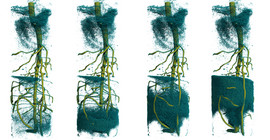 Foto: Zeitaufgelöste 3D-Neutronentomographie zeigt den Wasseraufstieg im Wurzelsystem einer Lupinenpflanze nach der Injektion von deuteriertem Wasser. Foto: Dr. Christian Tötzke.