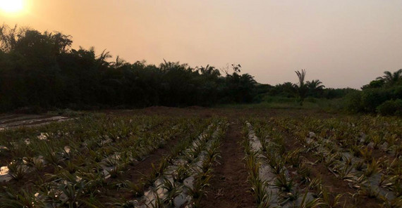 Pineapple Farm: The view over a part of the pineapple plantation and the beautiful nature in the evening sun