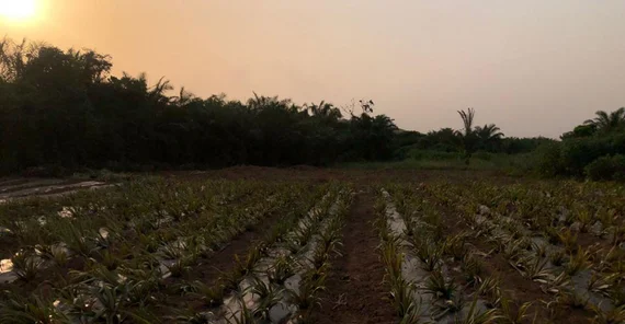 Pineapple Farm: The view over a part of the pineapple plantation and the beautiful nature in the evening sun