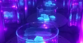 Printed batteries of different shapes and structures. Photo: Dr. Kerstin Zehbe.