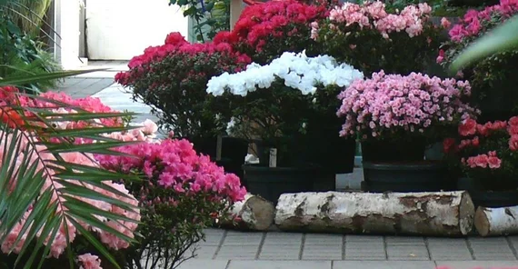 Azaleen in voller Blüte, Quelle: Botanischer Garten Universität Potsdam