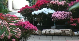 Azaleen in voller Blüte, Quelle: Botanischer Garten Universität Potsdam