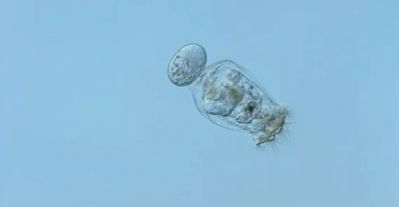 Foto einer Alge unter dem Mikroskop.