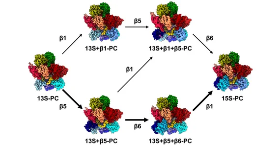 Chemical model: Assembly process of the proteasome in yeast cells. Proteasome precursors 13S-PC to 15S-PC and alternative pathways in which the Beta 1 subunit is added before Beta 5 and Beta 6, or Beta 5 and Beta 6 are incorporated first.