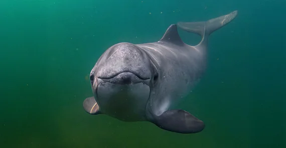 Ein Schweinswal im Portrait unter Wasser. Er blickt in die Kamera.