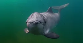 Ein Schweinswal im Portrait unter Wasser. Er blickt in die Kamera.