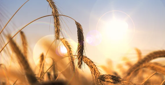 Weizenhalme in der goldenen Stunde