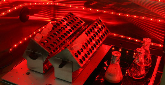Inkubator, in dem Kulturen mit verschieden farbigem Licht beschienen werden. Foto: Andreas Klaer Inkubator, in dem Kulturen mit verschieden farbigem Licht beschienen werden. Foto: Andreas Klaer