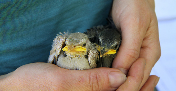 zwei junge Stare auf der Hand eines Menschen