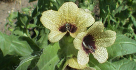 Schwarzes Bilsenkraut Blüte