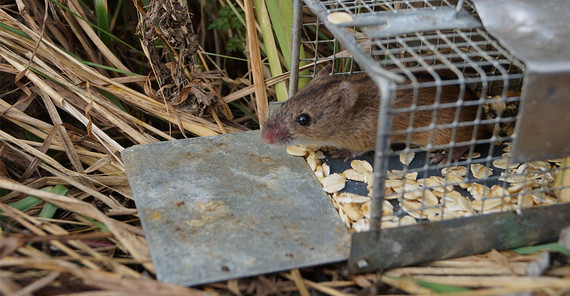 Brandmaus. | Foto: Julia Hoffmann. Brandmaus. | Foto: Julia Hoffmann.