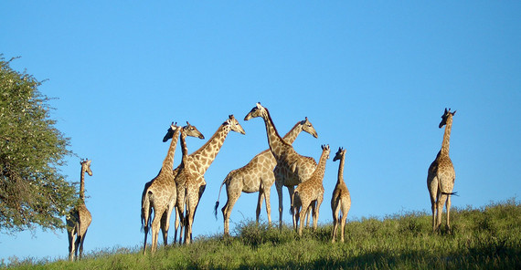 Giraffen in der afrikanischen Savanne Giraffen in der afrikanischen Savanne