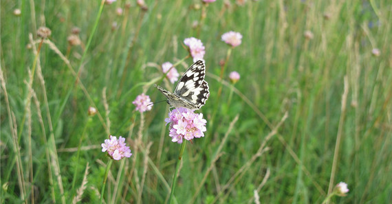 Gewöhnliche Grasnelke in einer Wiese