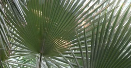 Von Sellow entdeckte Fächerpalme Trithrinax brasiliensis  (Botanischer Garten)