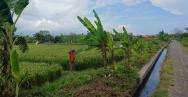 Reisfelder an einer Straße mit Wasserleitsystem. Begleitend stehen auch Palmen an den Feldern.
