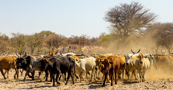 Rinderherde in der Savanne