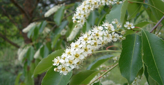 Späte Traubenkirsche / Foto: Uwe Starfinger Späte Traubenkirsche / Foto: Uwe Starfinger