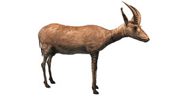 Das Exemplar, aus dem das Kerngenom des Blaubocks mit hoher Abdeckung extrahiert wurde: ein junges Männchen aus dem Schwedischen Museum für Naturgeschichte.