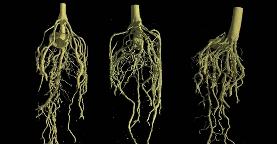 Maize roots. Photo: Dr. Christian Tötzke.