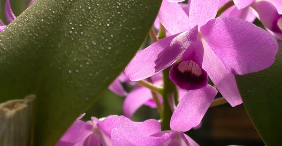 Foto einer lila farbenden Orchidee. Foto: Botanischer Garten.