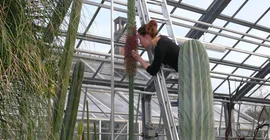 Studentin Babette Pohlmann untersucht den Blütennektar der Löwenschwanz-Agave. Foto: Dr. Michael Burkart