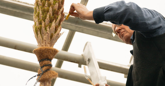 Bestäubung der Blüte des Stachellosen Rauschopf im Botanischen Garten der Universität Potsdam. Das Foto hat Kevin Ryl aufgenommen.