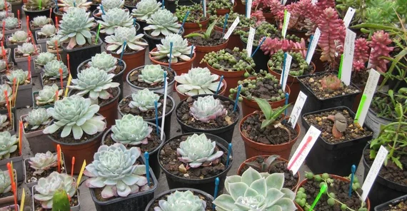 verschiedene Pflanzen