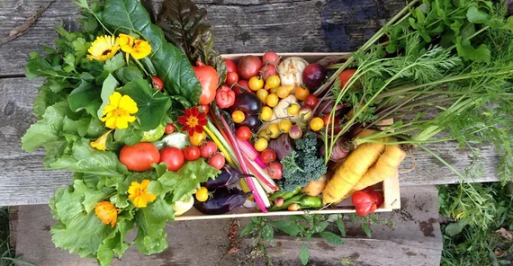 Erst die Arbeit, dann das Vergnügen: Ernte im Studierendengarten | Foto: Lysander Rohringer