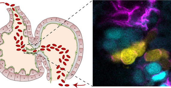 In the embryonic zebrafish heart, the endocardium that is forming cardiac valve leaflets is divided into two subpopulations (here, cyan and yellow). | Photo: Federica Fontana