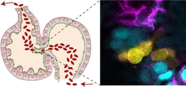 In the embryonic zebrafish heart, the endocardium that is forming cardiac valve leaflets is divided into two subpopulations (here, cyan and yellow). | Photo: Federica Fontana