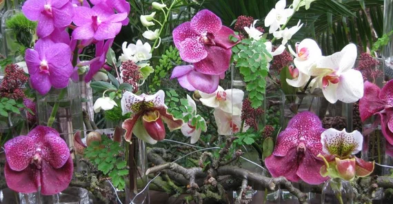 Foto: Orchideen_Botanischer Garten