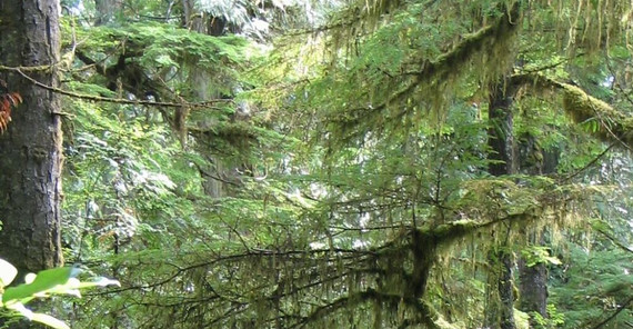 Flechten und Moose auf Bäumen (Foto: Hartmut Thiel) Flechten und Moose auf Bäumen (Foto: Hartmut Thiel)