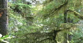 Flechten und Moose auf Bäumen (Foto: Hartmut Thiel)
