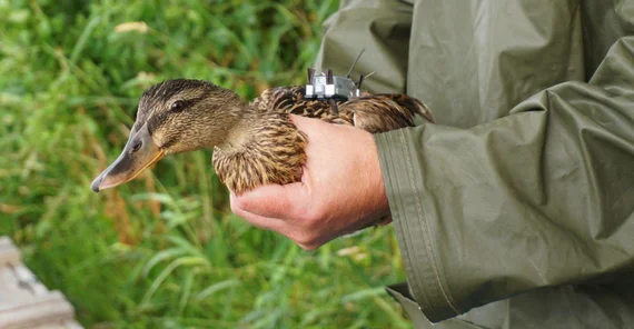 „Wie tragen Bewegungsmuster zur Biodiversität bei?“ Hierfür werden Wasservögel mit GPS-Sendern ausgestattet. | Foto: Carolin Scholz