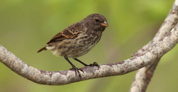 Kleingrundfink (Quelle: Ruben Heleno) Kleingrundfink (Quelle: Ruben Heleno)