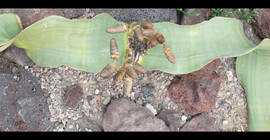 Welwitschie, eine der merkwürdigsten Pflanzen der Welt (Botanischer Garten). Foto: Michael Burkart
