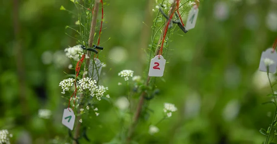 Capsella grandiflora, auch bekannt als Hirtentäschelkraut. Nahaufnahme von Versuchspflanzen. Sie tragen jeweils kleine Schildchen mit handschrifltichen Nummern und sind mit roten Fäden an den Pflanzen befestigt.