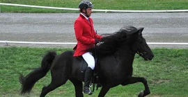 Island-Pony im  Tölt, einer Gangart, die nur Pferde beherrschen, die die Gaitkeeper-Mutation tragen. (Foto: Monika Reissmann)