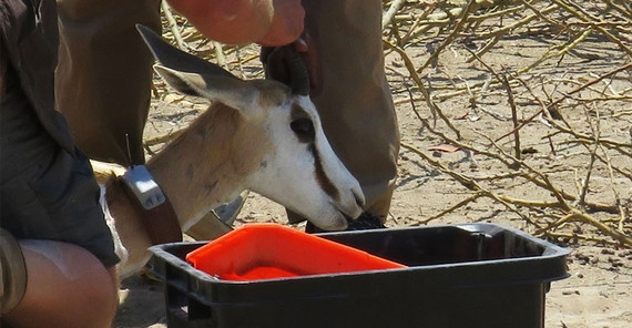 Springbok is fitted with a tracking collar.
