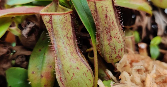 Foto einer Kannenpflanze