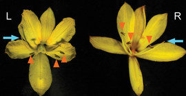 Left- and right-styled flowers of Wachendorfia paniculata. The blue arrows indicate the styles, the orange arrowheads the anthers. Two of the three anthers are bent to the other side than the style. | Credit: Michael Lenhard