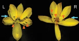 Left- and right-styled flowers of Wachendorfia paniculata. The blue arrows indicate the styles, the orange arrowheads the anthers. Two of the three anthers are bent to the other side than the style. | Credit: Michael Lenhard